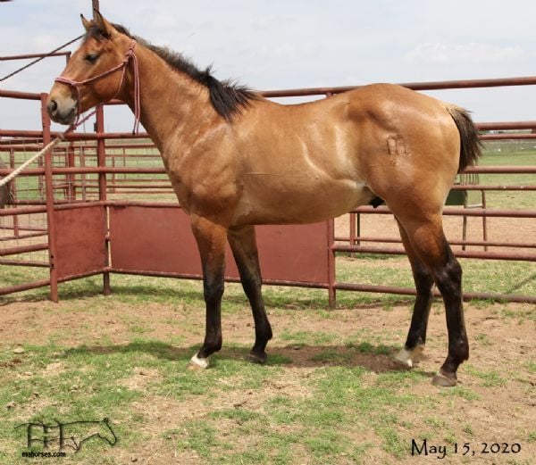 Saltys Sophy Hancock's 2018 dun colt